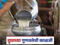 Dairy Farming : गायी आणि म्हशींचे दूध काढताना 'ही' खबरदारी घ्यावी, जाणून घ्या सविस्तर  - Marathi News | Take these precautions while milking cows and buffaloes, know in detail | Latest agriculture News at Lokmat.com