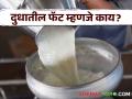 Dudh Fat : पावसाळ्यात दुधाला फॅट कमी का लागते? वाचा सविस्तर - Marathi News | Dudh Fat: Read in detail why milk has less fat even in rainy season | Latest agriculture News at Lokmat.com