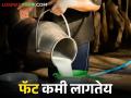 दूध व्यवसायात करायची आहे वृद्धी; फॅट वाढवून अशी आणा समृद्धी - Marathi News | Does milk need less fat? Causes and remedies | Latest agriculture News at Lokmat.com