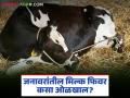 गायी-म्हैशीत दुधाचा ताप कशामुळे येतो? कशी दिसतात लक्षणे अन् कसे कराल उपचार? - Marathi News | What causes milk fever in cows and buffaloes? What are the symptoms and how to treat it? | Latest agriculture News at Lokmat.com