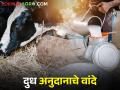 दुध अनुदानासाठी आला नवीन जीआर; दुध खरेदी दरात झाला बदल - Marathi News | New GR comes for milk subsidy; There has been a change in the purchase price | Latest agriculture News at Lokmat.com