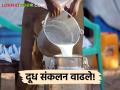 Milk Storage : गायीच्या दुधाची धार प्रवाही तर म्हशीच्या दुधाची धार घटली, वाचा सविस्तर  - Marathi News | Latest News Increase in cow milk collection in Chalisgaon of Jalgaon | Latest agriculture News at Lokmat.com