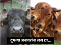 दुभत्या जनावरांना लस द्या... पशु वैद्यकीय विभागाचे आवाहन  - Marathi News | Latest News Veterinary Department calls for vaccination of milch animals | Latest agriculture News at Lokmat.com