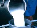 अडीच हजार लिटर दूध ओतून देण्याची वेळ - Marathi News | Time to pour two and a half thousand liters of milk | Latest nashik News at Lokmat.com