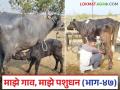 गायी-म्हैशी पान्हा का चोरतात? यावर काय कराल उपाय? वाचा सविस्तर - Marathi News | Why cow and Buffalo don't let down the milk? What will you do about this? Read in detail | Latest agriculture News at Lokmat.com