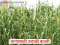 धान्य व चारा उत्पादनासाठी उन्हाळी बाजरीची लागवड कशी कराल? - Marathi News | How to plant summer pearl millet bajara for grain and fodder production? | Latest agriculture News at Lokmat.com