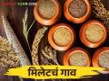 मिलेट उत्पादनातून सोलापूर मधील या गावाला मिळतेय नवी ओळख - Marathi News | This village in Solapur is getting a new identity through millet production | Latest agriculture News at Lokmat.com