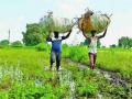 शेतमजूर, कामगारांच्या किमान वेतनात वाढ; केंद्र सरकारचा निर्णय - Marathi News | Increase in minimum wages for agricultural labourers Decision of Central Govt | Latest national News at Lokmat.com