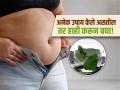 पोटाचा वाढलेला घेर झरझर होईल कमी, फक्त रोज सकाळी प्यावं लागेल या खास पानांचं पाणी! - Marathi News | Mint leaf water will be helpful to lose belly fat fast | Latest sakhi News at Lokmat.com