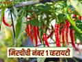 Mirchi F1 Variety : राष्ट्रीय बियाणे महामंडळाचे मिरचीचे 'हे' बियाणे चांगला नफा मिळवून देईल! - Marathi News | Latest News National Seed Corporations f1 farm sona chilli seeds will earn lakhs of rupees, read in detail | Latest agriculture News at Lokmat.com
