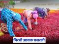 Mirchi Market : मिरचीला 2500 रुपये ते 5 हजार 500 रुपयांपर्यंत दर मिळतोय, तरीही आवक कमीच! - Marathi News | Latest news nandurbar mirchi market Chilli is fetching prices ranging from Rs. 2500 to Rs. 5500 rupees | Latest agriculture News at Lokmat.com