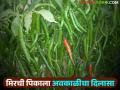 Mirchi Pik : अवकाळीमुळे पूर्वहंगामी मिरचीला मिळाले जीवदान! वाचा सविस्तर - Marathi News | latest news Mirchi Pik: Pre-season chillies get a boost due to unseasonal weather! Read in detail | Latest agriculture News at Lokmat.com