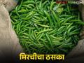 हिरव्या मिरचीचा शेतकऱ्यांनाच ठसका; प्रत्यक्ष बाजार आणि विक्रीच्या दरात मोठा फरक - Marathi News | Green chillies hit farmers hard; big difference between actual market and selling price | Latest agriculture News at Lokmat.com