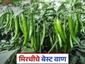 Chilly Farming : मिरची लागवडीसाठी 'हे' वाण आहे फायदेशीर, अशी करा बियाण्यांची ऑनलाईन खरेदी - Marathi News | Latest News Mirchi Lagvad hybrid chilly 'NSC 9927 IUS variety is beneficial for chilly cultivation, order seeds online | Latest agriculture News at Lokmat.com