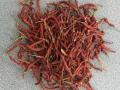 गडहिंग्लज बाजारात मिरची प्रतिकिलो १००० रूपये - Marathi News | Rs.1000 per kg of chillies in Gadhinglaj market | Latest kolhapur News at Lokmat.com
