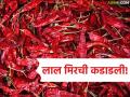 Lal Mirchi Market : मिरचीचे  दर कडाडले, संकेश्वेरी, लवंगी, बेडगी मिरचीचे प्रति किलो काय दर आहेत?  - Marathi News | Latest News Mirchi Market Chilli prices What are the prices per kg of Sankeshwari, Lavangi, Bedgi chillies | Latest agriculture News at Lokmat.com