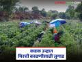 उन्हाचा कहर, सावलीत बसून मिरची काढणी, मजुरांसाठी शेतकऱ्याचे भन्नाट जुगाड, वाचा सविस्तर  - Marathi News | Latest news harvesting chillies while sitting in the shadow igatpuri Farmer's Brilliant Idea | Latest agriculture News at Lokmat.com