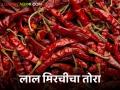 Mirchi Market : मुंबई बाजारात लाल मिरचीचा तोरा वाढला, अकोला, नागपूरमध्ये काय भाव?  - Marathi News | Latest News Mirchi Market Red chilly has increased in Mumbai market, see details | Latest agriculture News at Lokmat.com