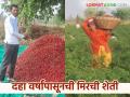Mirchi Farming : दहा वर्षांपासून मिरची पिकात हातखंडा, दोन एकरातून साडे तीन लाखांचे उत्पन्न  - Marathi News | Latest News farmer success story income of Rs. 3.5 lakhs from two acres in chilly farming | Latest agriculture News at Lokmat.com