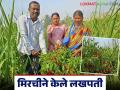 Farmer Success Story : वीस गुंठे उसातल्या मिरचीने या शेतकऱ्याला केले लखपती - Marathi News | Farmer Success Story : Twenty guntha of chilli intercrop in sugarcane made this farmer a millionaire | Latest agriculture News at Lokmat.com