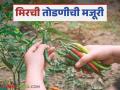 Agriculture News : तेलंगणात मिरची तोडण्यासाठी गेलेले मजूर रिकाम्या हातानेच का परतले? वाचा सविस्तर  - Marathi News | Latest News Mirchi Todni 500 rupees for 12 hours of work to harvesting chilly in telangana | Latest agriculture News at Lokmat.com