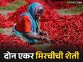 Agriculture News : हिरव्या मिरचीची लाल मिरची केली, भंडाऱ्याच्या शेतकऱ्याने भरघोस उत्पन्न मिळवले! - Marathi News | Latest News Lal Mirchi farmer from Bhandara made huge profit by red chillies | Latest agriculture News at Lokmat.com
