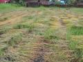 पावसाचा तडाखा, जिल्ह्यात वीस टक्के भातशेतीला झळ - Marathi News | Heavy rains hit 20 per cent paddy fields in the district | Latest ratnagiri News at Lokmat.com