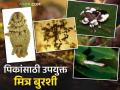 पिकांतील कीड व रोग नियंत्रणासाठी टॉप फाइव मित्र बुरशी कोणत्या? वाचा सविस्तर - Marathi News | What are the top five friendly fungi for crop pest and disease control? Read in detail | Latest agriculture News at Lokmat.com