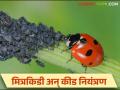 Mitrakidi : मित्रकिडी कीड नियंत्रणात नेमक्या कशा काम करतात वाचा सविस्तर - Marathi News | Mitrakidi : Read more about exactly how insect friend works in pest control | Latest agriculture News at Lokmat.com