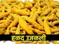 हळद तीनशेंनी 'उजळली'; सोयाबीनचे दर स्थिर - Marathi News | Turmeric 'brightened' by three hundred; Soybean rates steady | Latest agriculture News at Lokmat.com