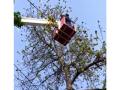 Video : मांजात वटवाघूळ अडकला, वाचविण्यासाठी आणली क्रेन - Marathi News | A crane was brought in to rescue a bat | Latest nagpur News at Lokmat.com