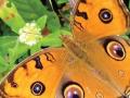 सोंगाड्या, पवळ्या अशा नावांनी ओळखली जाणार फुलपाखरे - Marathi News | The butterflies to be known by such names as Songdas, | Latest mumbai News at Lokmat.com
