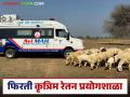 Avi Mail ICAR : मेंढी पैदास वाढविण्यासाठी Ai मोबाईल लॅब, जाणून घ्या सविस्तर  - Marathi News | Latest News Agriculture News Avi Mail ICAR AI Mobile Lab to increase sheep breeding, know the details | Latest agriculture News at Lokmat.com