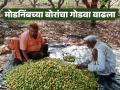 मोडनिंबच्या बोरांचे आठवड्याला पाच ट्रक गुजरात व राजस्थानमध्ये रवाना; कसा मिळतोय दर - Marathi News | Five truckloads ber of modnimb are being sending to Gujarat and Rajasthan market every week | Latest agriculture News at Lokmat.com