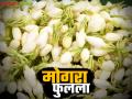 ऐन सणासुदीत मोगरा उत्पादक शेतकऱ्यांना सुगीचे दिवस; दर गेला ८०० रुपये किलोवर - Marathi News | Good days for Mogra jasmine flower farmers during the festive season; Price rises to Rs 800 per kg | Latest agriculture News at Lokmat.com