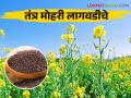 Mohari Lagwad : मसाल्यामध्ये मोठ्या प्रमाणात मागणी असणाऱ्या मोहरी पिकाची लागवड कशी करावी - Marathi News | Mohari Lagwad : How to cultivate mustard crop which is in great demand in spices | Latest agriculture News at Lokmat.com