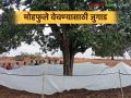 सातपुड्यात मोहफुलं वेचण्यासाठी भन्नाट जुगाड, एकही फुल वाया जाणार नाही, वाचा सविस्तर  - Marathi News | Latest News Mohfule unique trick to pick flowers in Satpura, not a single flower will go to waste, read in detail | Latest agriculture News at Lokmat.com
