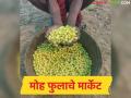Mohful Market : दुहेरी फायदा : मोहफूल बहरात, भावही जोमात, किलोला काय भाव मिळतोय?  - Marathi News | Latest News Double benefit Mohaphool is in bloom, prices are also high, see market prices | Latest agriculture News at Lokmat.com