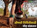 औषधी निर्मितीत मोह फुलांचा महत्वाचा वाटा, अनेकांना रोजगार - Marathi News | Latest news Moh flowers play an important role in medicinal production in gadchiroli | Latest agriculture News at Lokmat.com