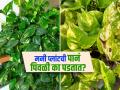 मनी प्लांटची झरझर होईल वाढ, पानंही होणार नाहीत पिवळी; लगेच करा हे सोपे उपाय! - Marathi News | Money plants leaves turning yellow know the reason and solution | Latest sakhi News at Lokmat.com