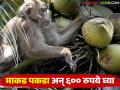 उपद्रवी माकडांना पकडण्यासाठी वनविभागाचा नवीन निर्णय; पकडणाऱ्याला देणार ६०० रुपये - Marathi News | Forest Department's new decision to catch nuisance monkeys; Rs 600 will be given to those who catch them | Latest agriculture News at Lokmat.com