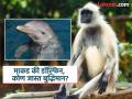 माकड की डॉल्फिन, दोन्हींपैकी कोणता प्राणी जास्त बुद्धिमान? उत्तर वाचून नक्की व्हाल अवाक् - Marathi News | Monkey or dolphin which animal is the most intelligent | Latest jarahatke News at Lokmat.com