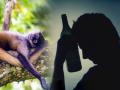 माणसांना दारू का आवडते?; नशेत टुन्न राहणाऱ्या माकडांवर संशोधन करून शोधणार कारण - Marathi News | Monkeys' Taste For Boozy Fruit Could Explain Why Humans Love Alcohol, Too | Latest jarahatke Photos at Lokmat.com