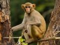 धरणगाव तालुक्यातील नांदेड येथे वनविभागाला माकडांची हुलकावणी - Marathi News | Movement of monkeys to forest department at Nanded in Dhangaon taluka | Latest jalgaon News at Lokmat.com