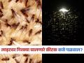 पावसाळ्यात लाइटभोवती घोंघावणाऱ्या कीटक आणि किड्यांनी वैताग आणला? पाहा ५ सोपे उपाय-बंदोबस्त जोरदार - Marathi News | How to stop insects around lights in rainy season | Latest sakhi News at Lokmat.com