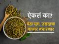 Moong and Urad sowing: यंदा उडीद आणि मूगाला मिळणार सोयाबीनपेक्षा जास्त भाव, तुम्ही केली का पेरणी? - Marathi News | Moong and Urad Sowing: This year Udid and Moong will fetch more price than soybeans, have you planted? | Latest agriculture News at Lokmat.com