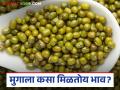 Moong Market : हिरवा, चमकी आणि लोकल मुग; कोणाला किती दर? वाचा सविस्तर - Marathi News | latest news Moong Market: Green, shiny and local moong; How much does it cost for whom? Read in detail | Latest agriculture News at Lokmat.com