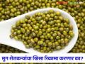 Moong Market Update : मुगाला हमीभाव कधी मिळणार; शेतकऱ्यांचे शासनाकडे डोळे - Marathi News | Moong Market Update: When will moong get guaranteed price; Farmers eyes on the government | Latest agriculture News at Lokmat.com