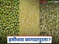 Moong Market : हमीभाव कागदापुरता; शेतकऱ्यांचा मूग अर्ध्या दरानेच विक्रीला वाचा सविस्तर - Marathi News | latest news Moong Market: Guaranteed price only on paper; Farmers' moong sold at half price Read in detail | Latest agriculture News at Lokmat.com