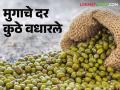 Moong Bajar Bhav : मुगाला मुंबईच्या बाजाराची गोडी; मागील दोन दिवसांपासून आवक सर्वाधिक - Marathi News | Moong Bajar Bhav : Moong is Highest Arrivals in Mumbai's market | Latest agriculture News at Lokmat.com